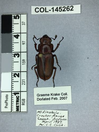 Shiny brown beetle specimen with large mandibles, pinned next to text labels.