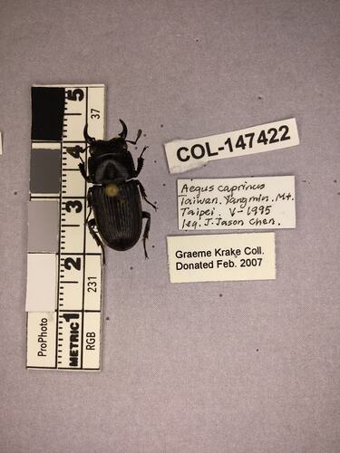 Shiny brown beetle specimen with large mandibles, pinned next to text labels.