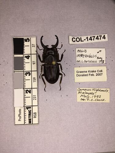 Dorsal view of pinned beetle specimen with labels.