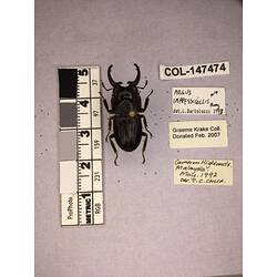 Dorsal view of pinned beetle specimen with labels.