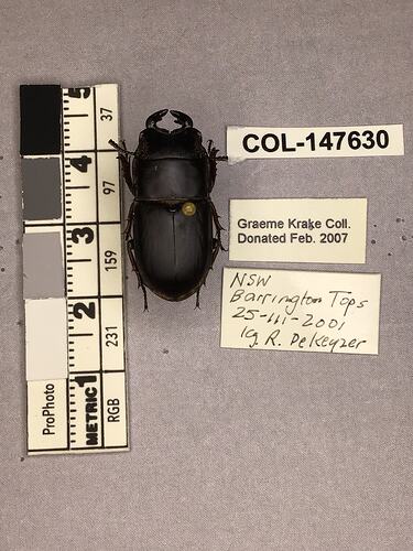 Shiny brown beetle specimen with large mandibles, pinned next to text labels.
