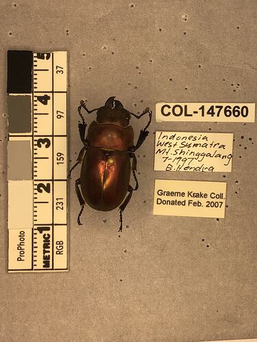 Shiny brown beetle specimen with large mandibles, pinned next to text labels.