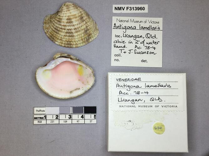 Dry Venus Clam shell beside labels.