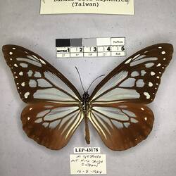 Pinned butterfly specimen beside label.