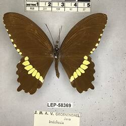 Pinned butterfly specimen beside label.