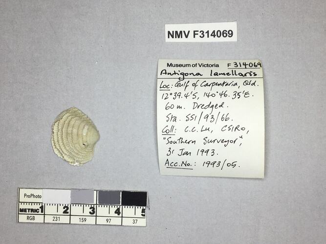 Dry Venus Clam shell beside labels.