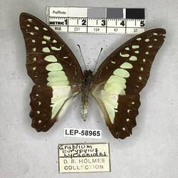 Pinned butterfly specimen beside label.