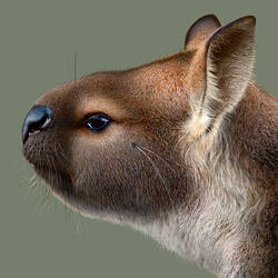 Illustration of the head of an extinct kangaroo.