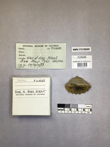 Dry stony coral specimen beside labels.