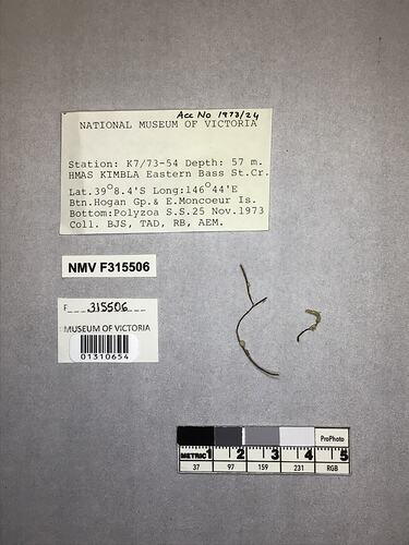 Dry stony coral specimens beside labels.