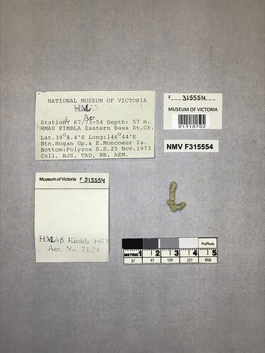 Dry stony coral specimen beside labels.