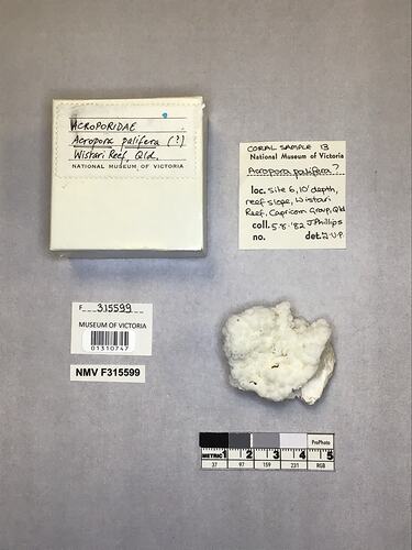 Dry stony coral specimen beside labels.