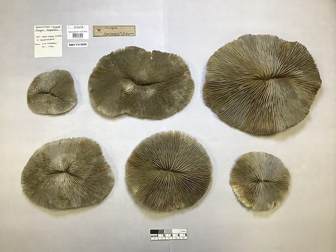 Dry coral specimens beside labels.