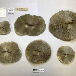 Dry coral specimens beside labels.