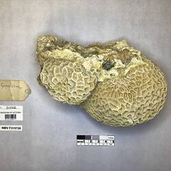 Dry stony coral specimen beside labels.