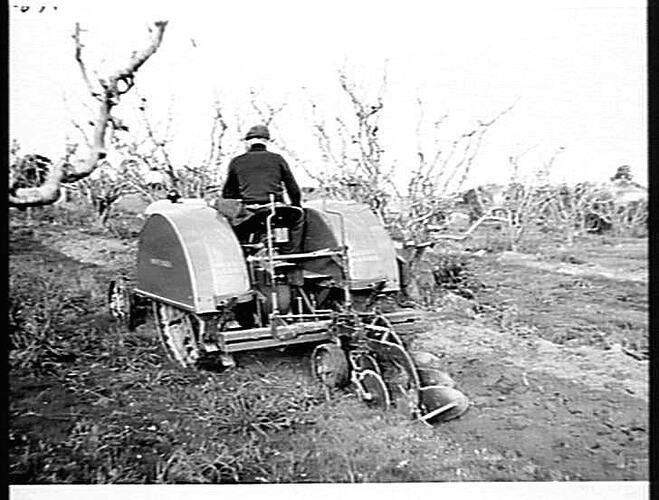 3-FUR M/B `SUNHANDLIFT' AT WORK ON MR. ZERBIC'S ORCHARD, DONCASTER: JUNE 1943
