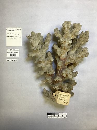 Dry stony coral specimen beside labels.