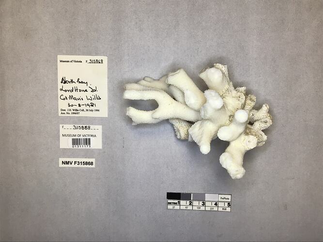 Dry stony coral specimen beside labels.