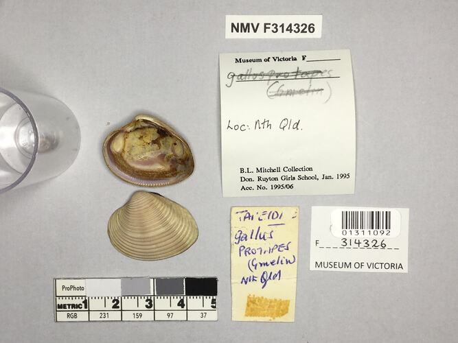 Dry Venus Clam shell beside labels.