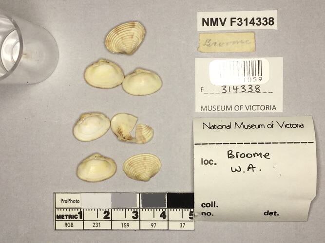 Dry Venus Clam shells beside labels.