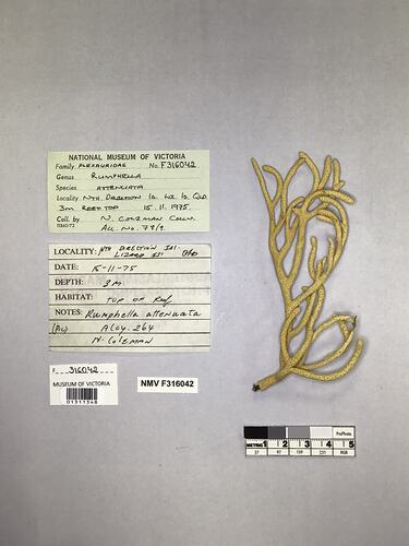 Dry soft coral specimen beside labels.