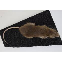 <em>Rattus rattus</em>, Black Rat. [C 7003]