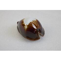 <em>Zoila rosselli</em>, cowry. [F 74105]