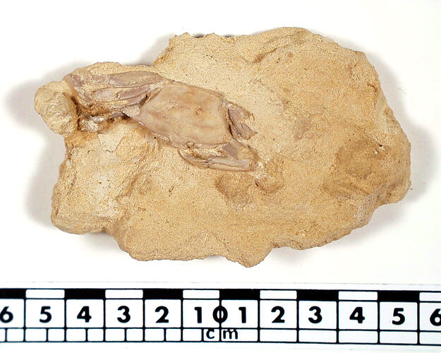 <em>Ommatocarcinus corioensis</em>, fossil crab. [P 304062]