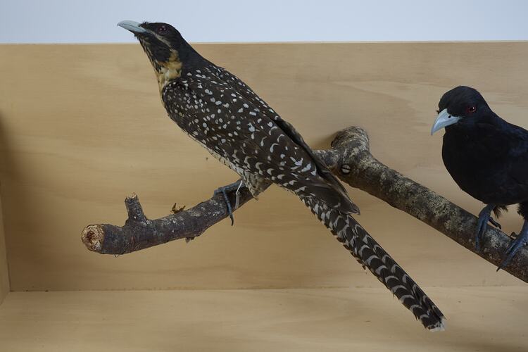 Two bird taxidemy mounts, one brown and freckled at left, one black half in picture to right.