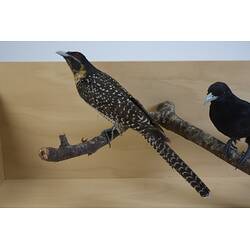Two bird taxidemy mounts, one brown and freckled at left, one black half in picture to right.