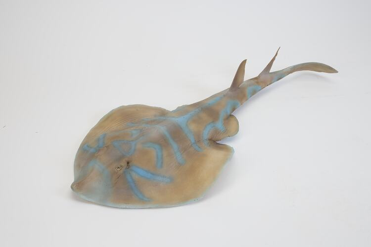 <em>Trygonorrhina fasciata</em>, Eastern Fiddler Ray, model. [A 19342]