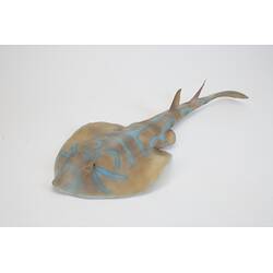 Our Wondrous Planet, Our Wild Family: Model - Eastern Fiddler Ray, <em>Trygonorrhina fasciata</em> Müller & Henle, 1841