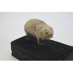 <em>Bathyergus suillus</em>, Cape Dune Mole Rat. [C 30039]