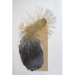 <em>Balearica regulorum regulorum</em>, Grey Crowned Crane. [55990]