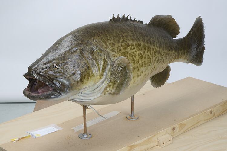 <em>Maccullochella peelii</em>, Murray Cod. [55991]