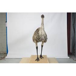 <em>Dromaius novaehollandiae novaehollandiae</em>, Emu. [B 21737]