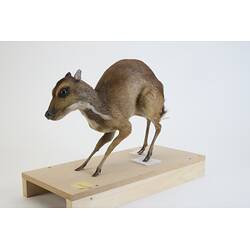 <em>Tragulus napu</em>, Greater Mouse-deer. [C 30638]