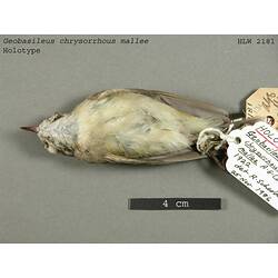 Dry bird skin specimen with labels.