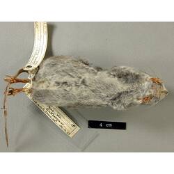 Ventral view of mouse study skin with specimen labels.