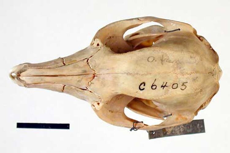 Dorsal view of articulated wallaby skull.