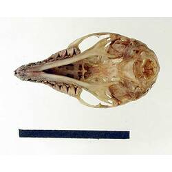 Ventral view of dunnart skull, teeth visible.