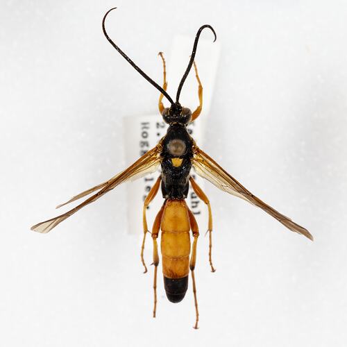 Family Ichneumonidae, ichneumon wasp. [HYM 99006]