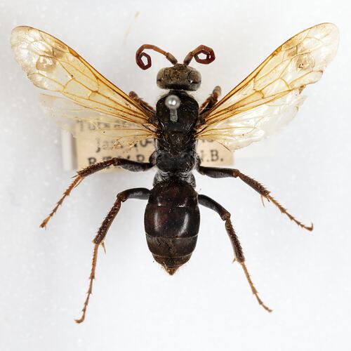Family Pompilidae, spider wasp. [HYM 99030]