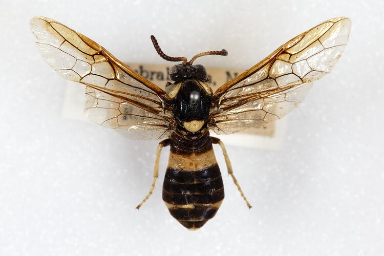 <em>Pterygophorus cinctus</em>, Bottlebrush Sawfly. [HYM 99138]