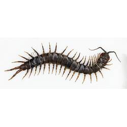 Our Wondrous Planet, Our Wild Family: Dry Specimen - Centipede, <em>Scolopendra</em>