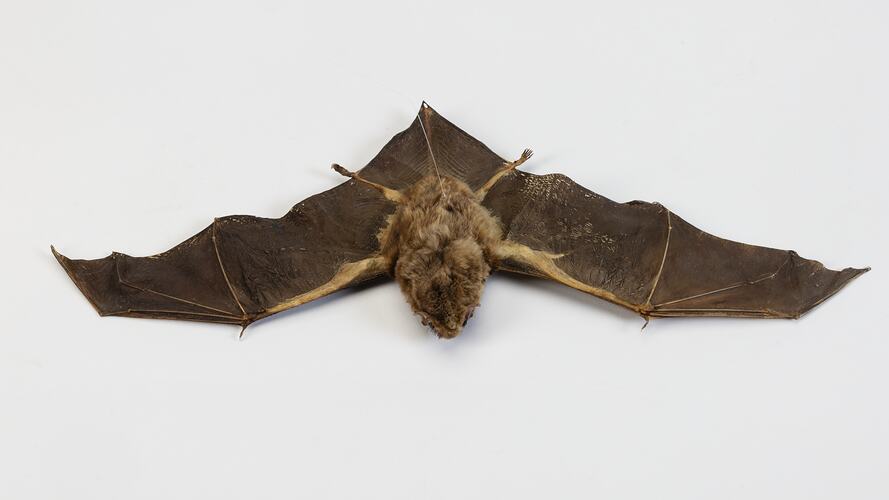 <em>Miniopterus orianae</em>, Australian Long-fingered Bat. [C 1478]
