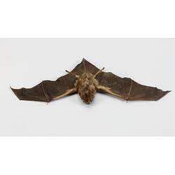 Our Wondrous Planet, Our Wild Family: Skin - Australian Long-fingered Bat, <em>Miniopterus orianae</em>