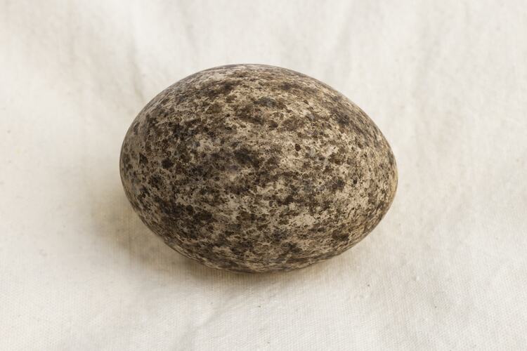 <em>Burhinus grallarius</em>, Bush Stone-curlew. [BE 7204.2]