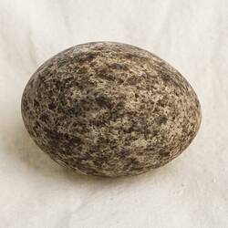 Our Wondrous Planet, Our Wild Family: Egg - Bush Stone-curlew, <em>Burhinus grallarius</em>