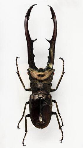 <em>Cyclommatus metallifer finae</em>, Metallic Stag Beetle. [COL 143761]